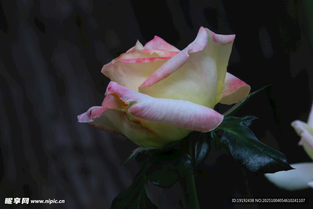 月季花 