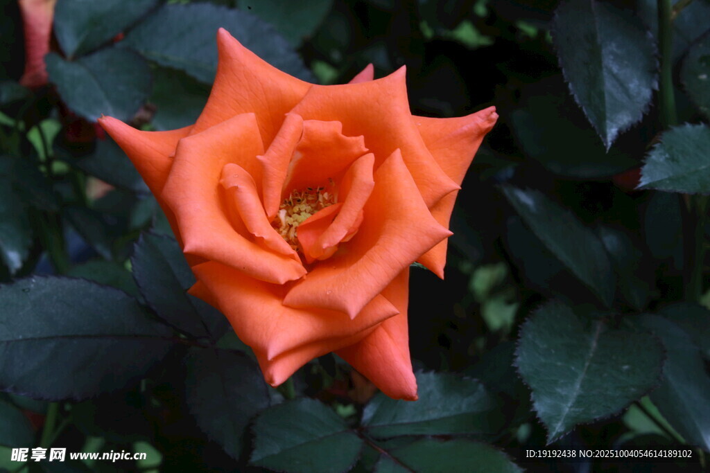 月季花 