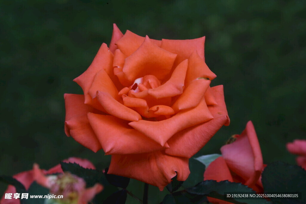 月季花 