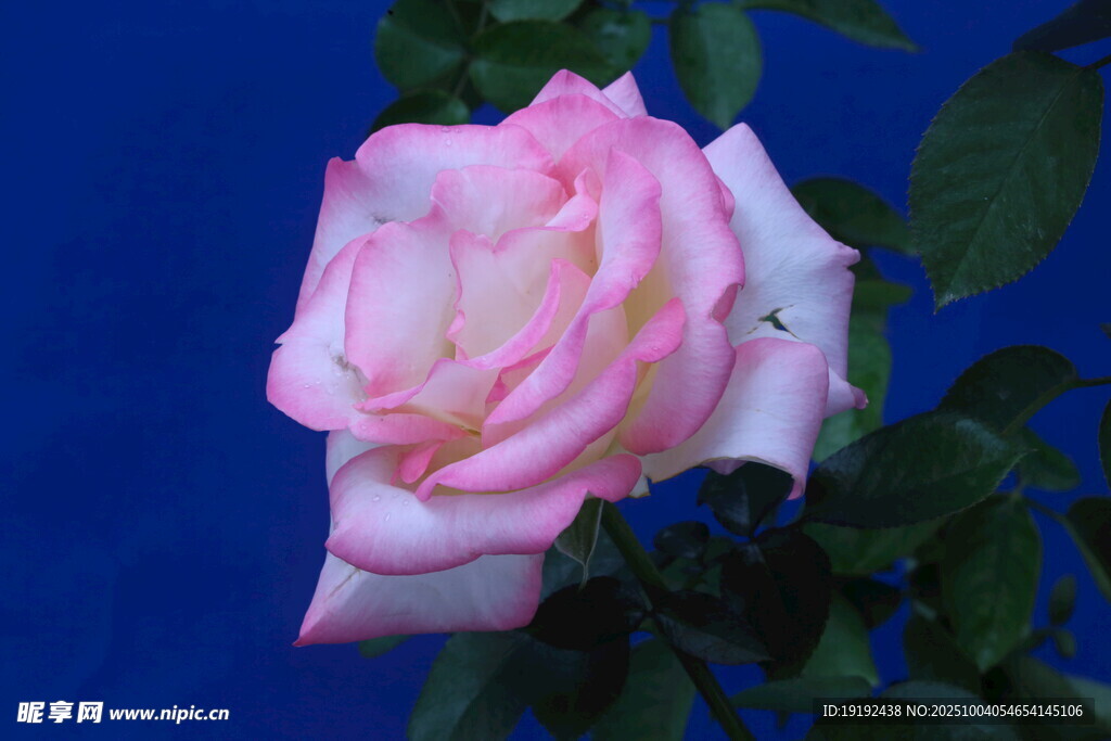 月季花  