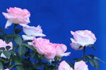 月季花  