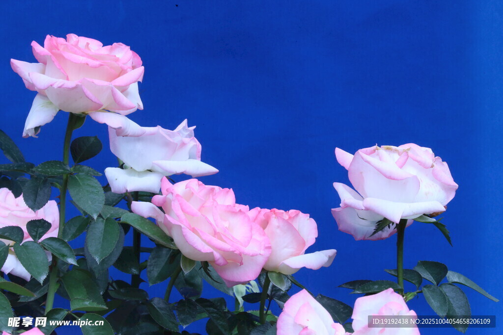 月季花  