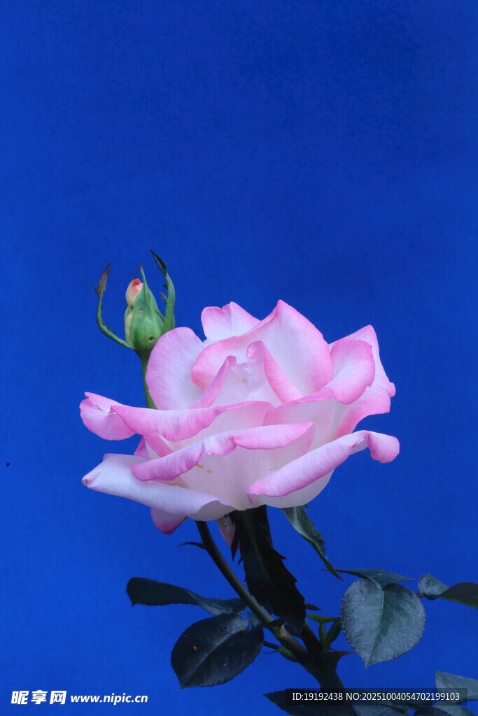 月季花  