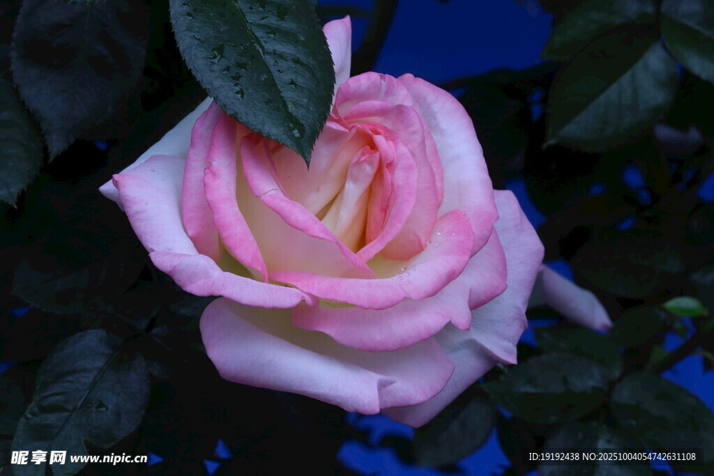月季花  