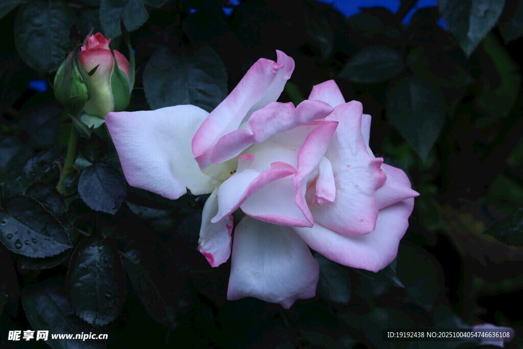 月季花 