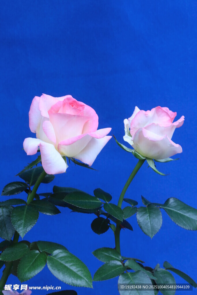 月季花  