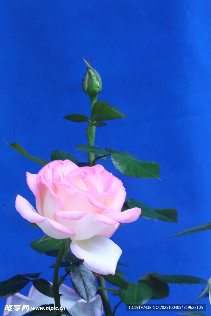 月季花 
