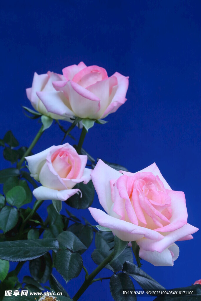 月季花 