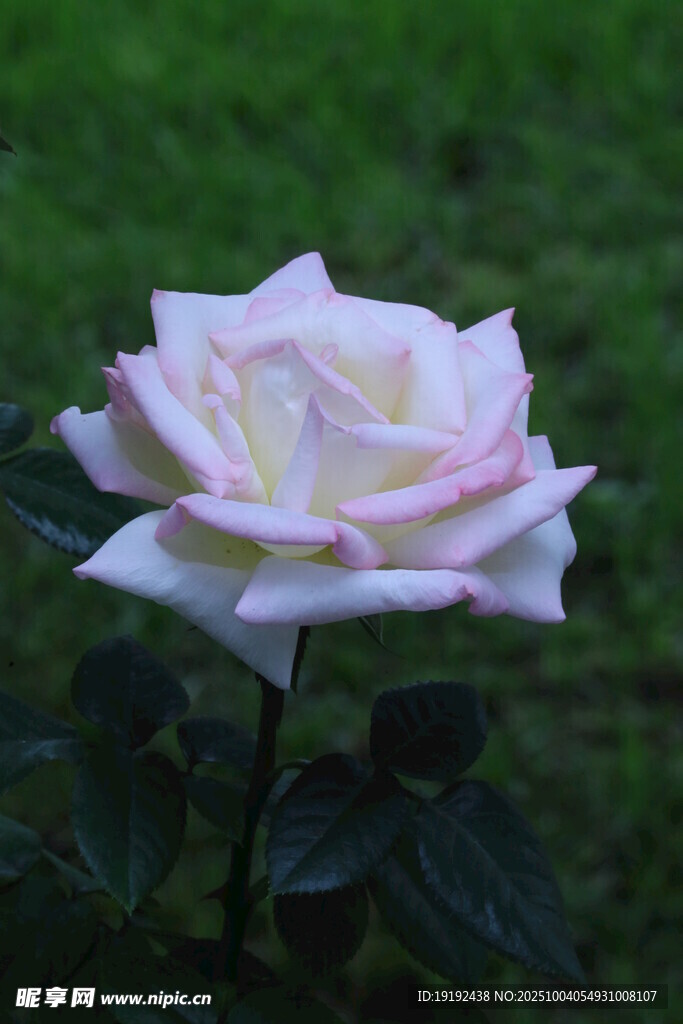 月季花  