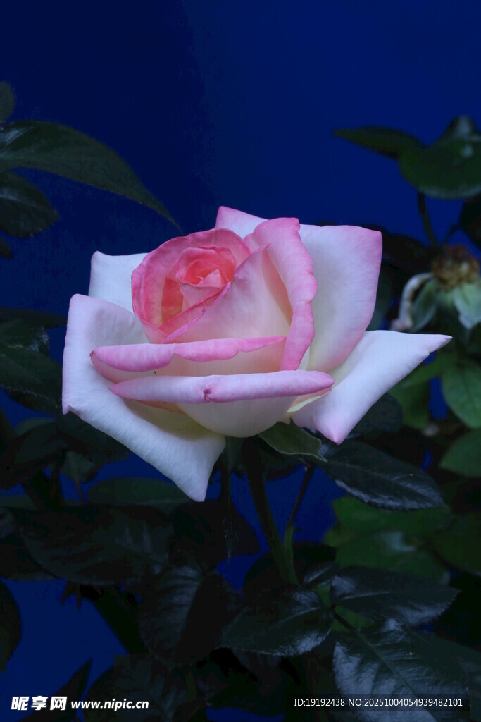 月季花  