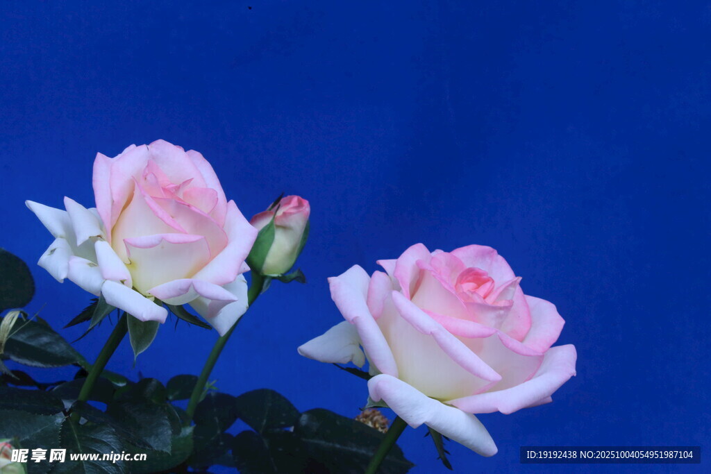月季花 