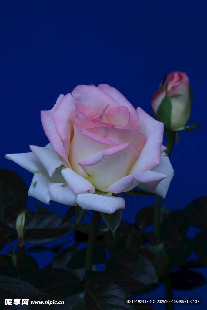 月季花  