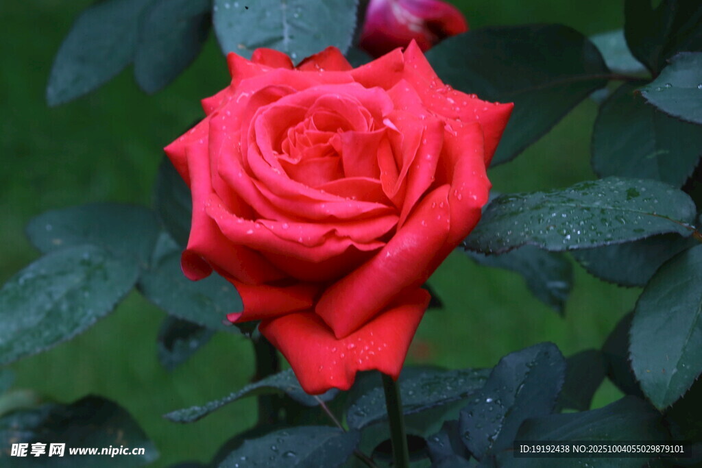 月季花  