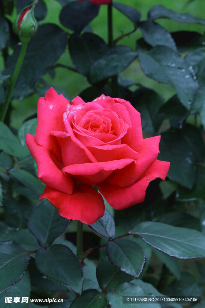 月季花 