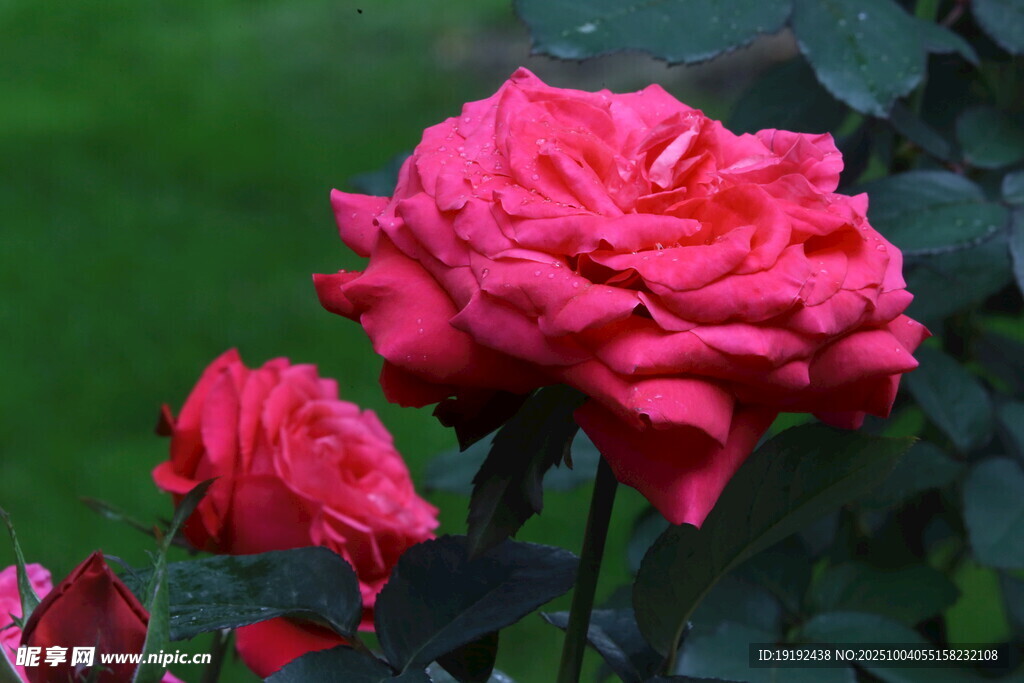 月季花  