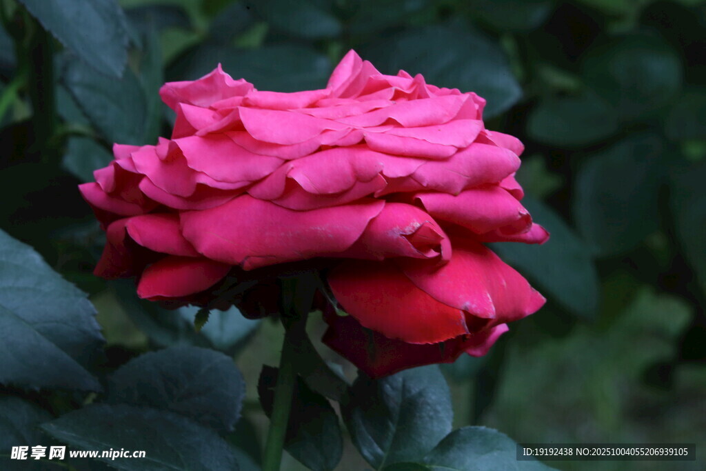 月季花  