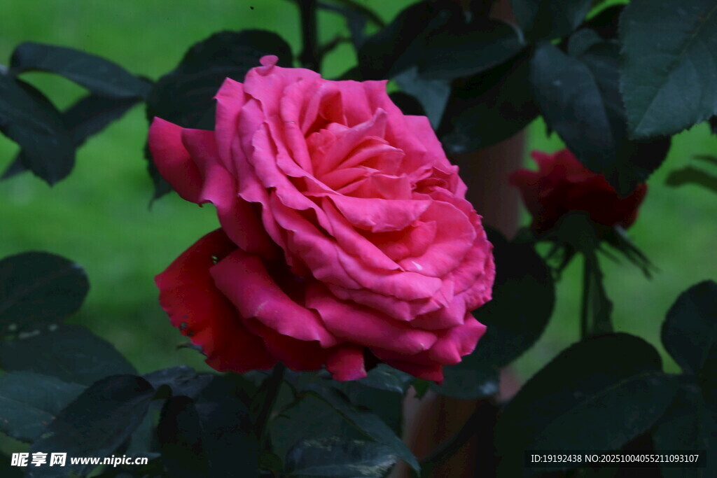 月季花  