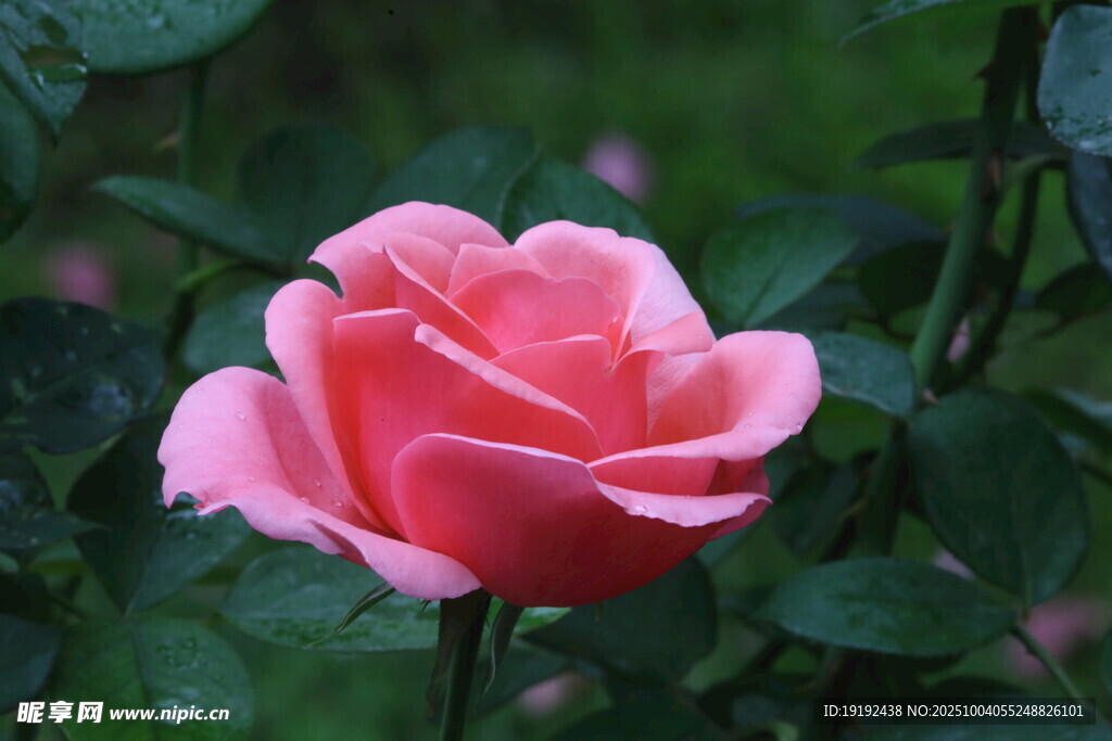月季花  