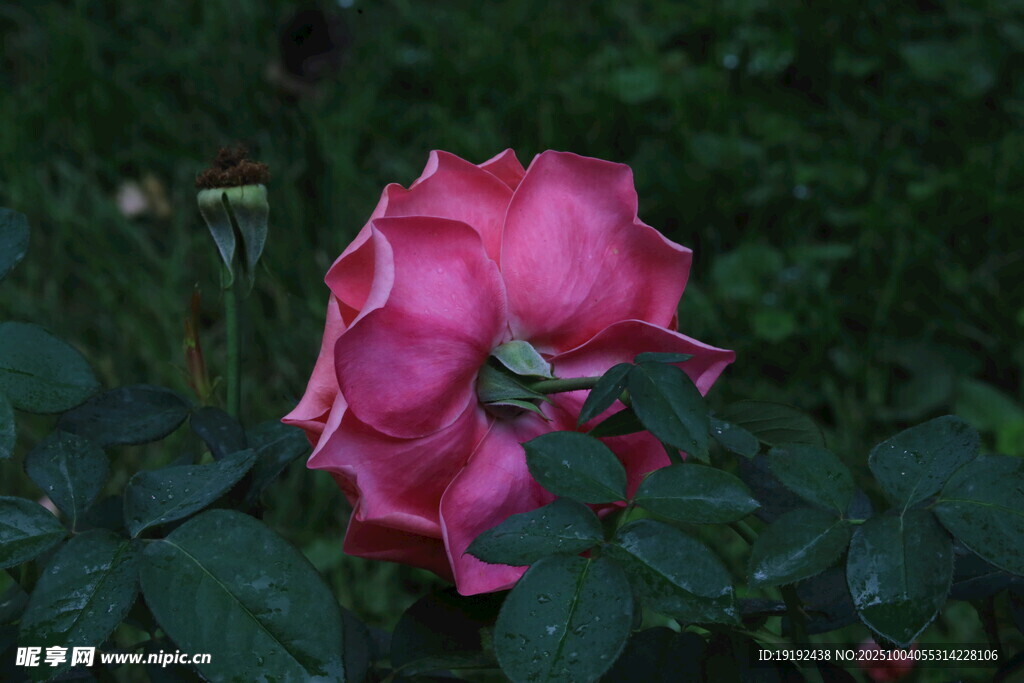 月季花 