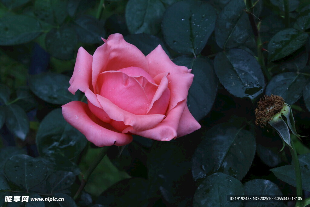 月季花 