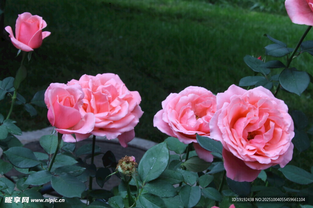 月季花 