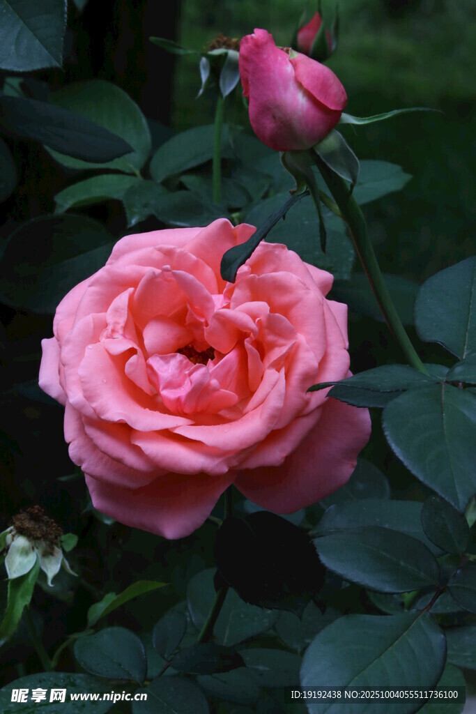 月季花 