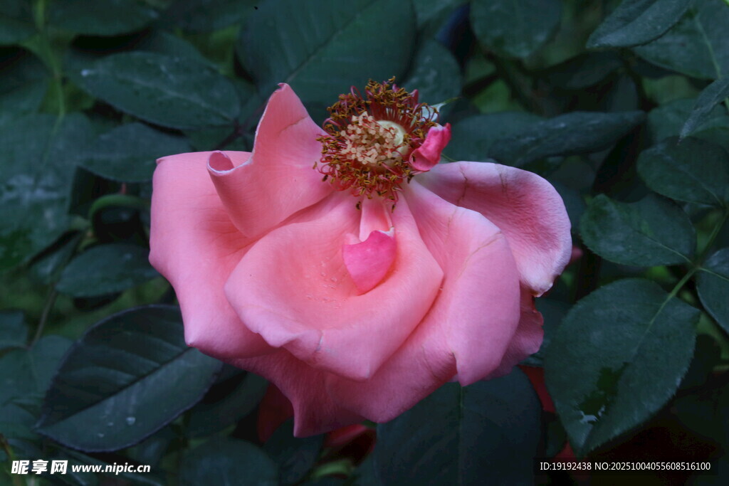 月季花  