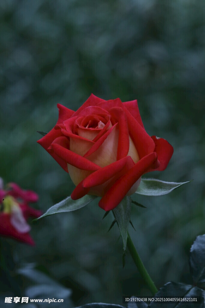 月季花  
