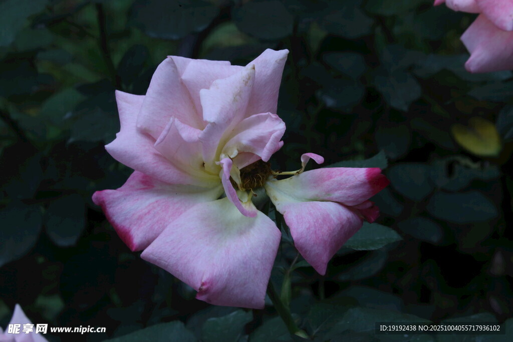 月季花 