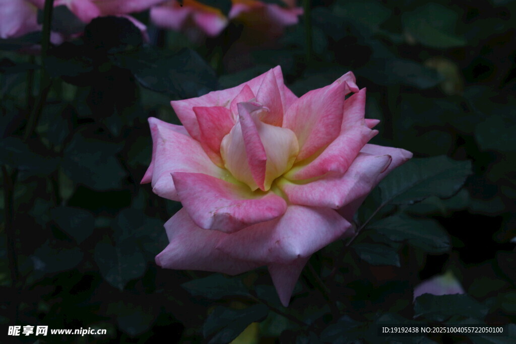月季花  