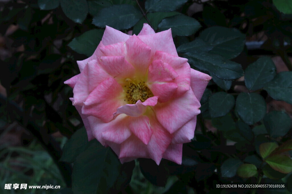 月季花 