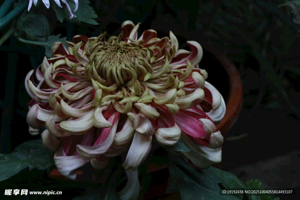 菊花 