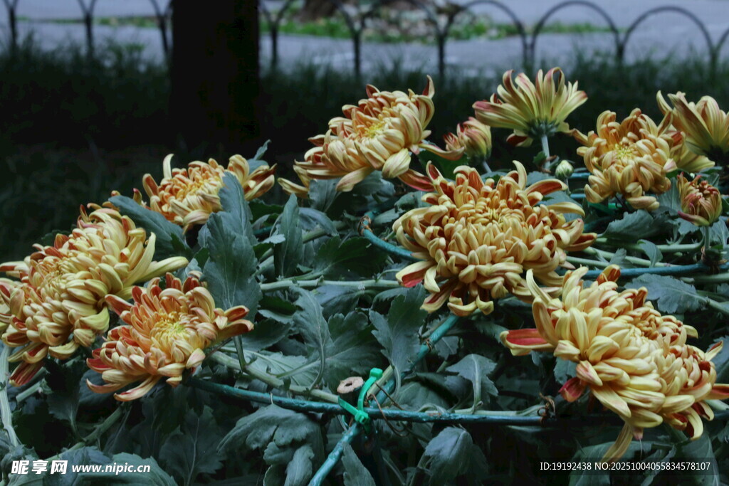 菊花 