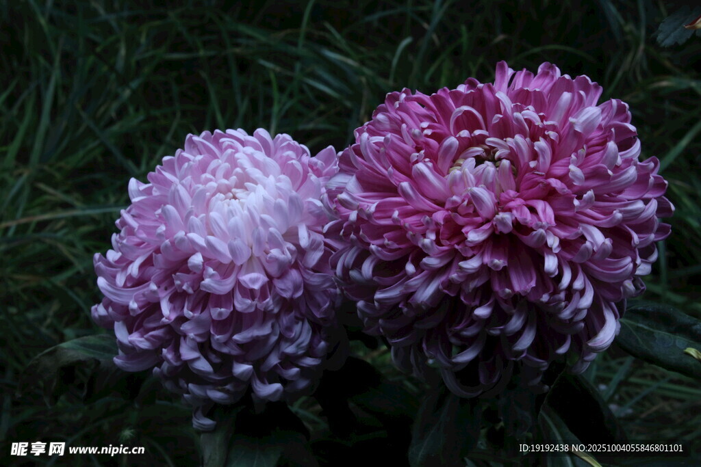 菊花  