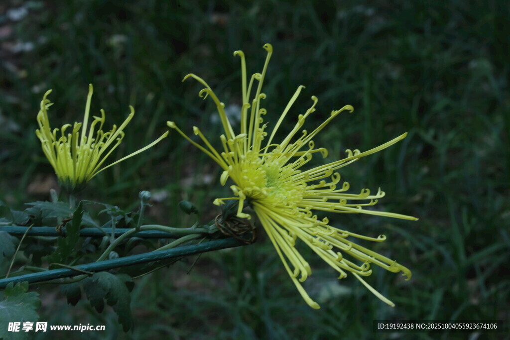 菊花 