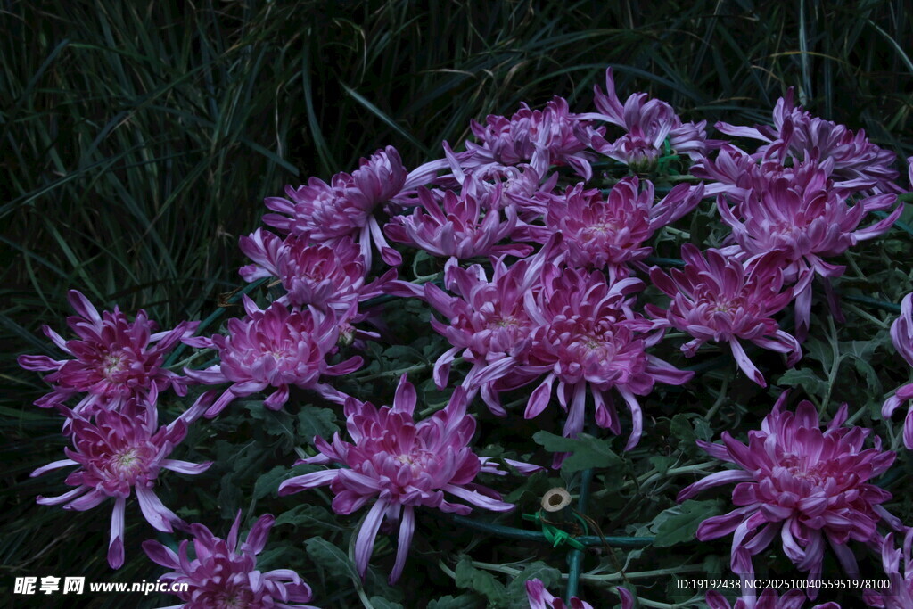 菊花  