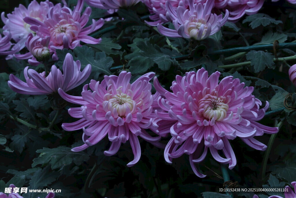 菊花  