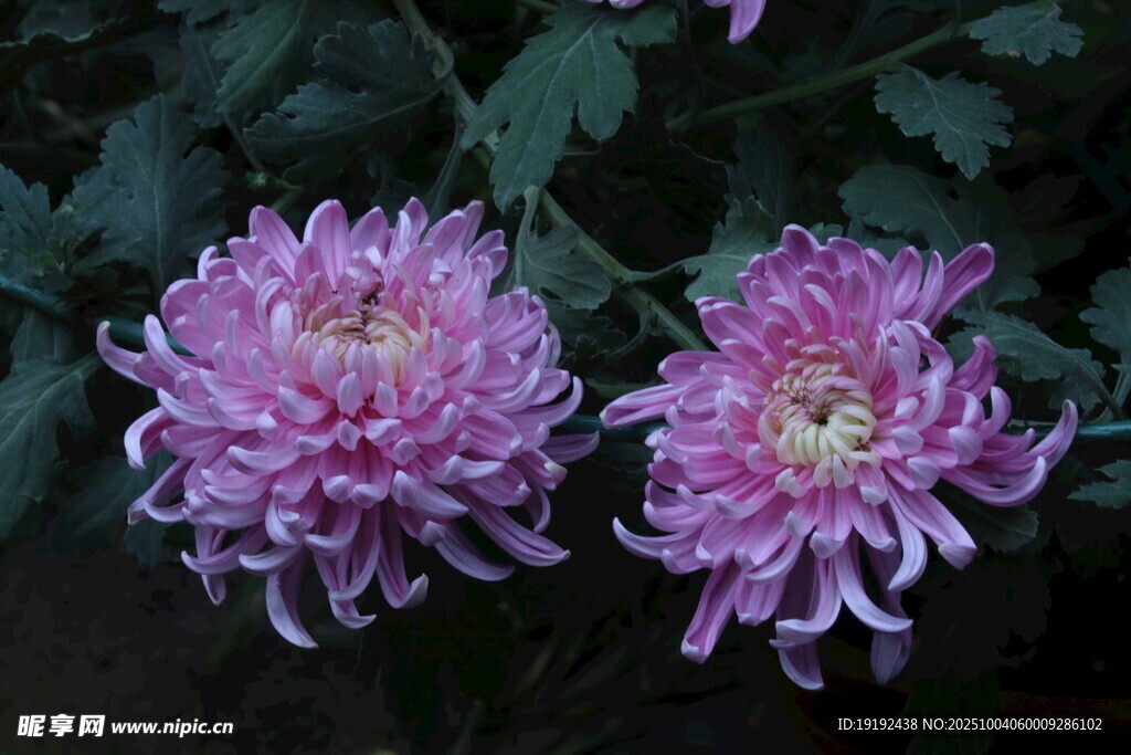 菊花  
