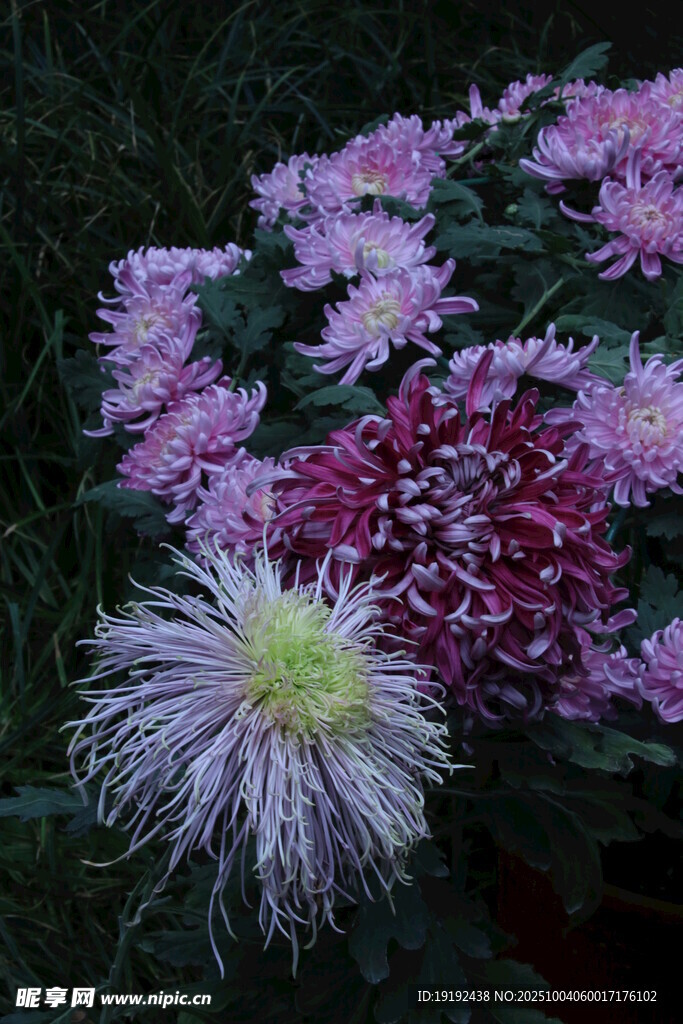 菊花  