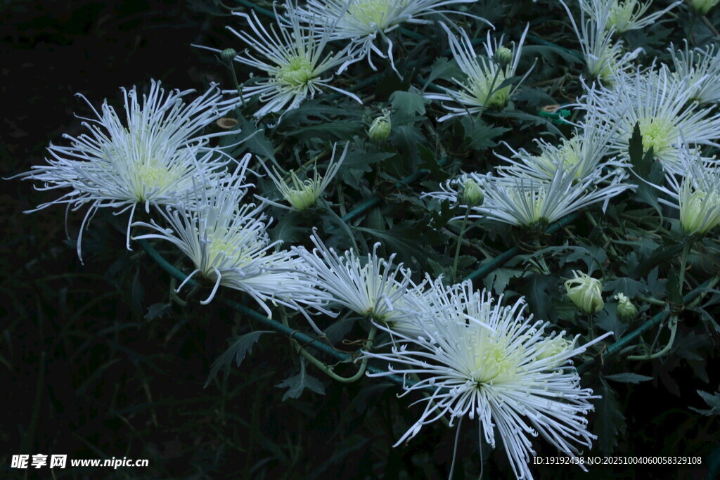 菊花 