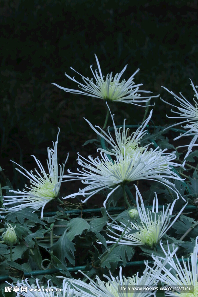 菊花  