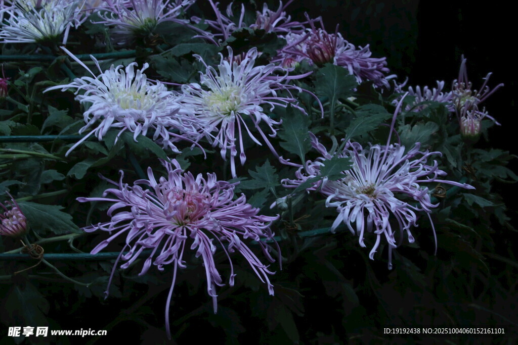 菊花 