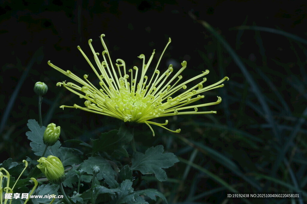 菊花  