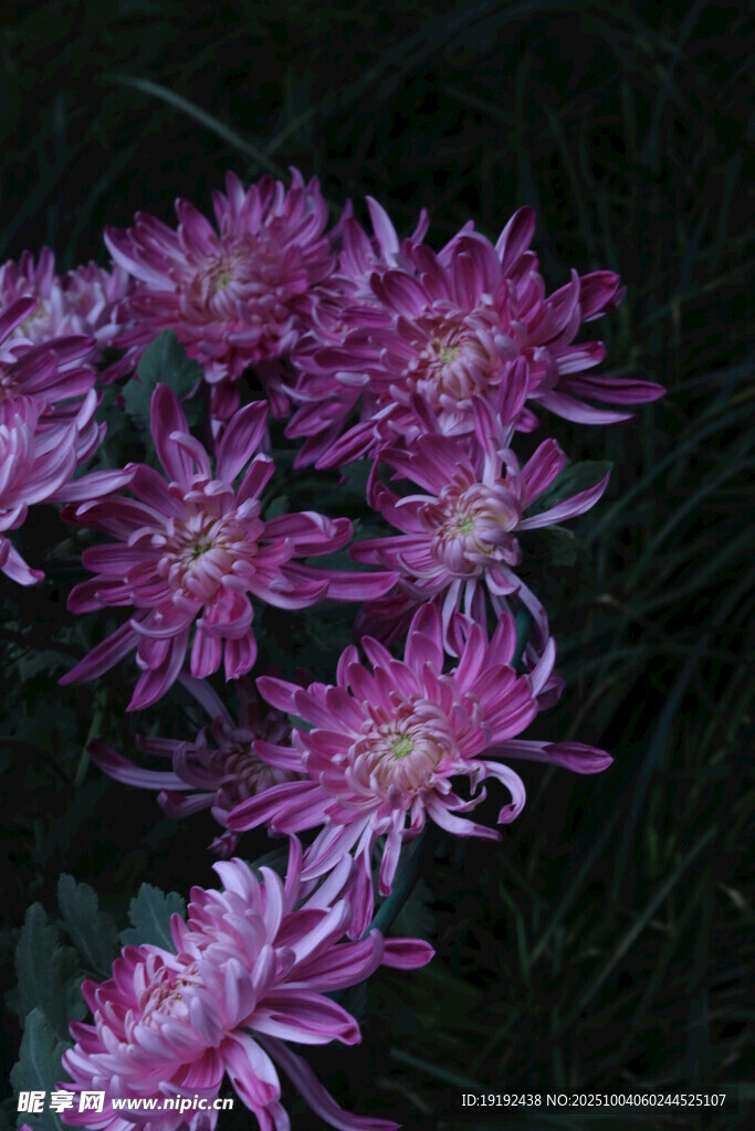 菊花  