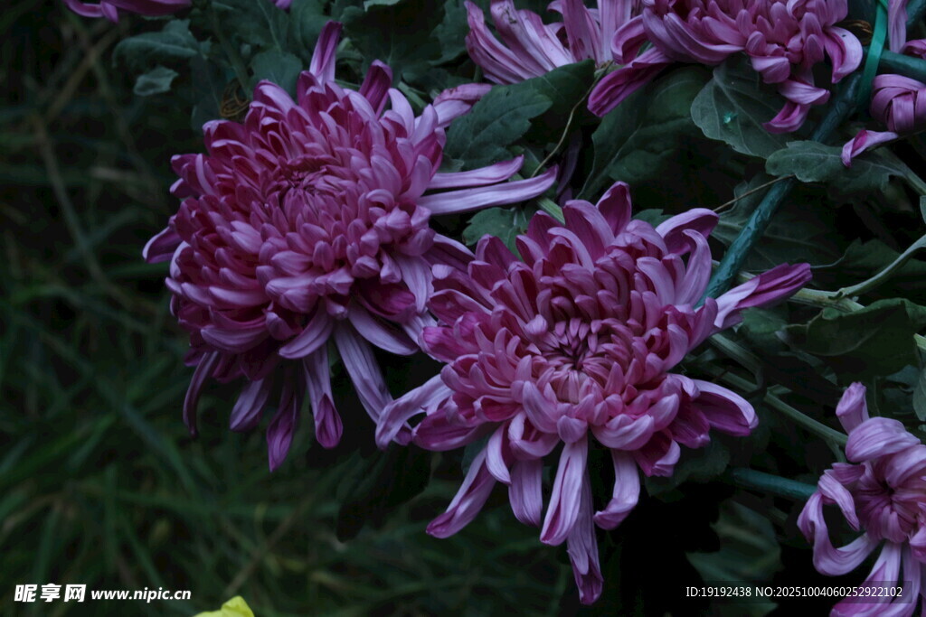 菊花  