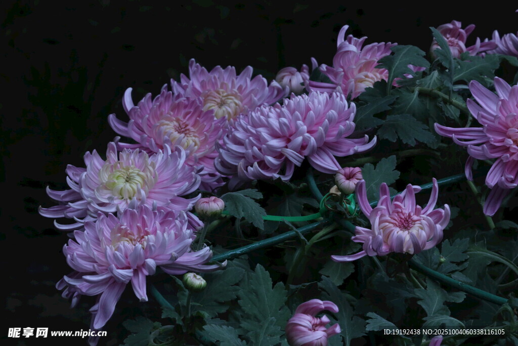 菊花  