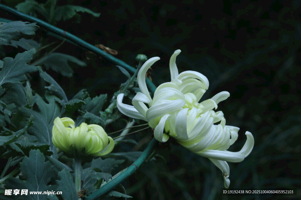 菊花  