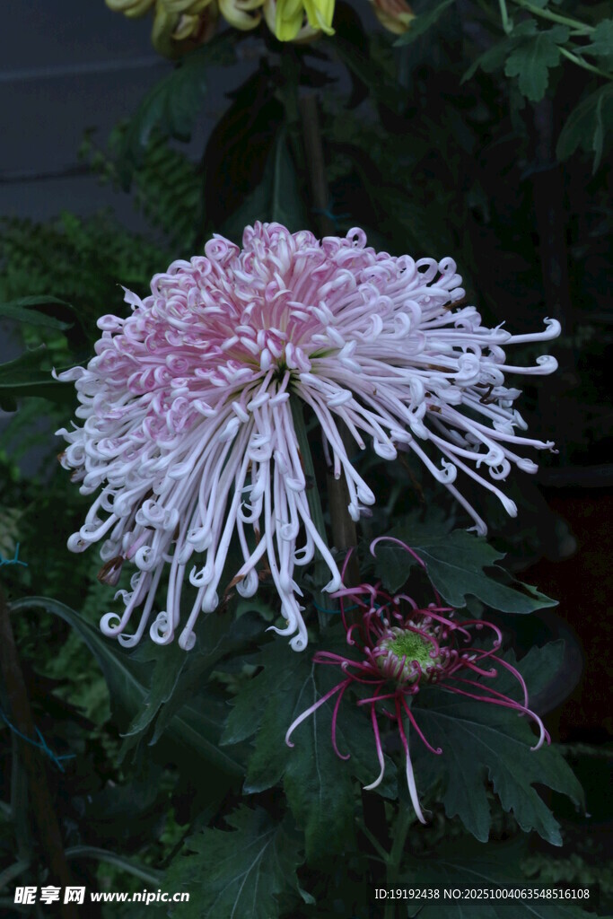 菊花  
