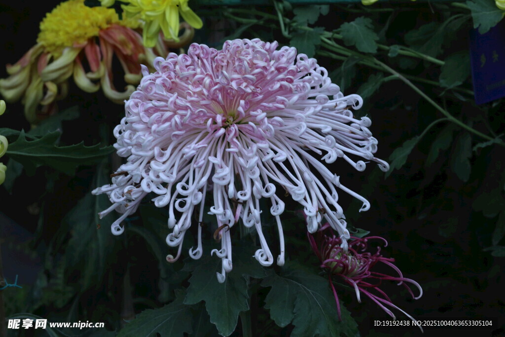 菊花  