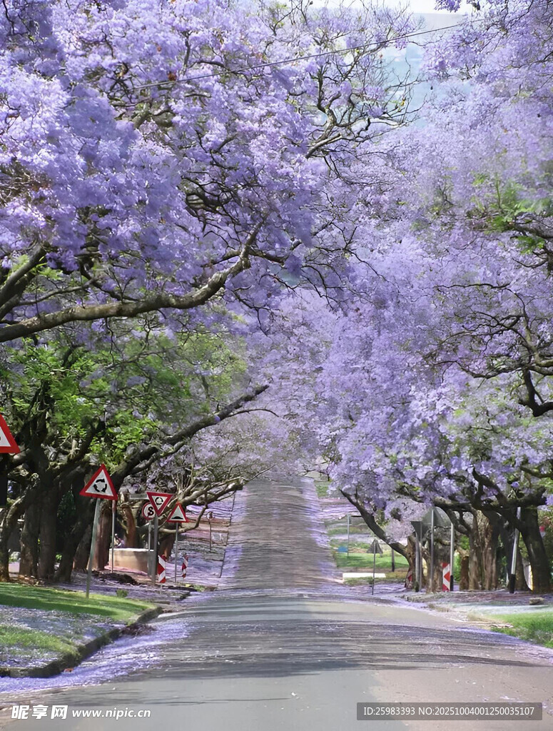 紫色花樹